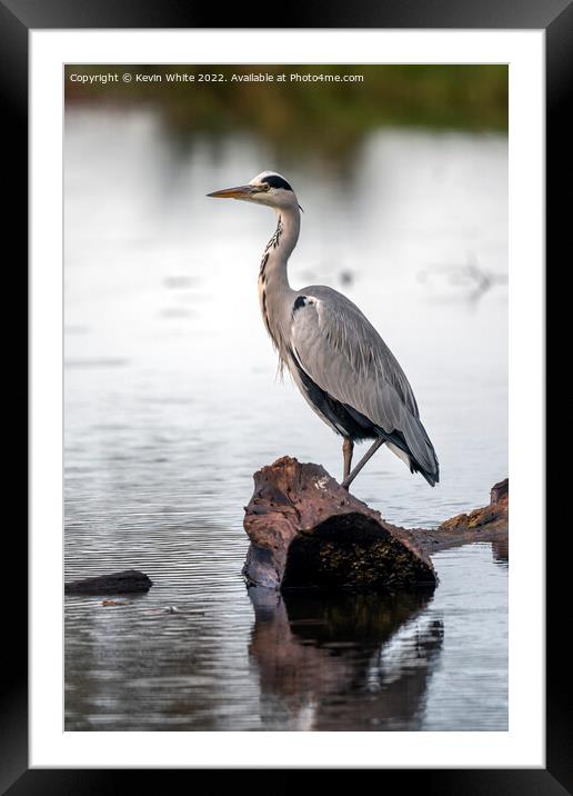 Grey heron resting on log after flying Framed Mounted Print by Kevin White