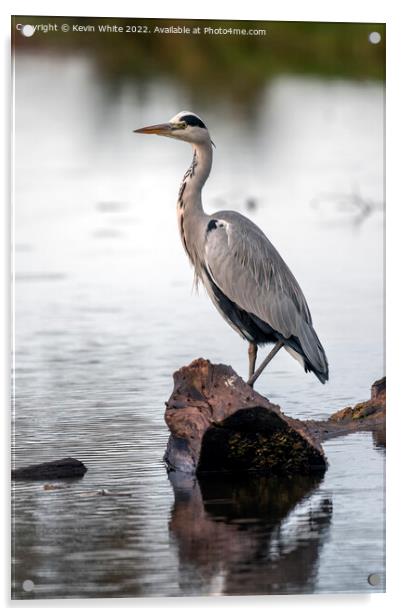 Grey heron resting on log after flying Acrylic by Kevin White