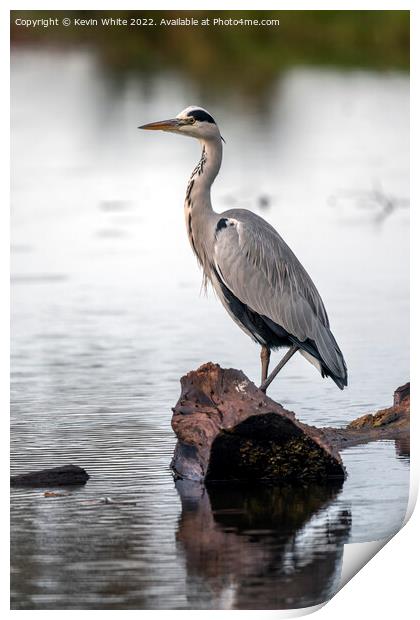 Grey heron resting on log after flying Print by Kevin White