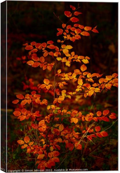 Autumnal Beech leaves Canvas Print by Simon Johnson