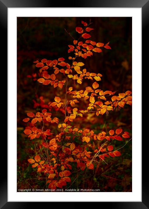 Autumnal Beech leaves Framed Mounted Print by Simon Johnson
