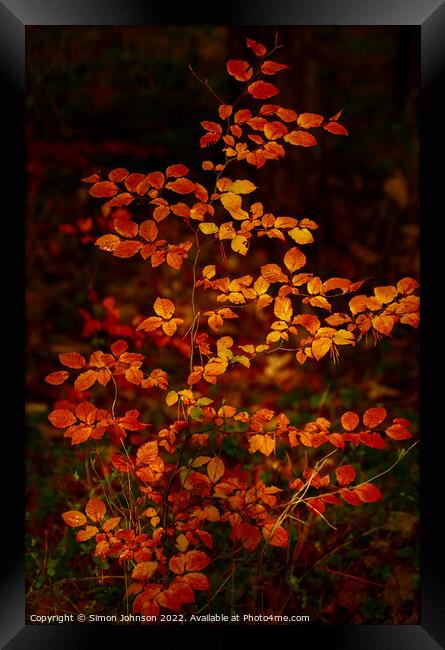 Autumnal Beech leaves Framed Print by Simon Johnson