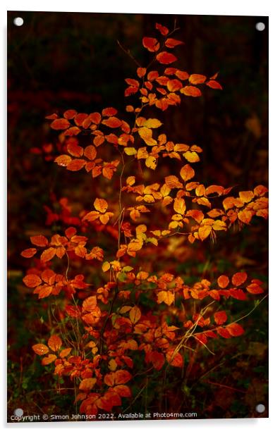 Autumnal Beech leaves Acrylic by Simon Johnson