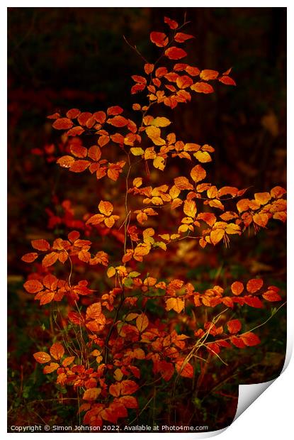 Autumnal Beech leaves Print by Simon Johnson