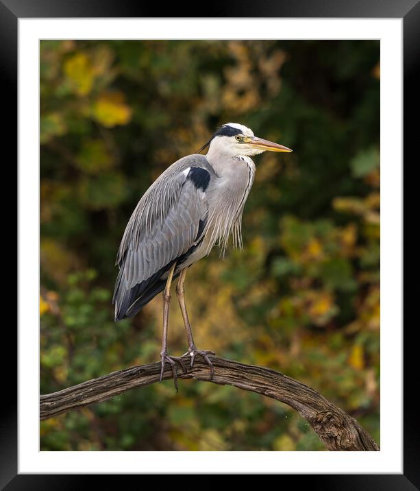 Heron Framed Mounted Print by Rory Trappe