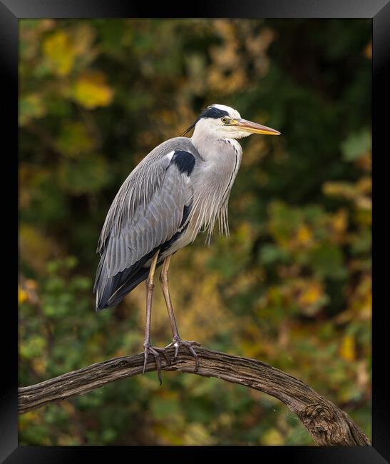 Heron Framed Print by Rory Trappe