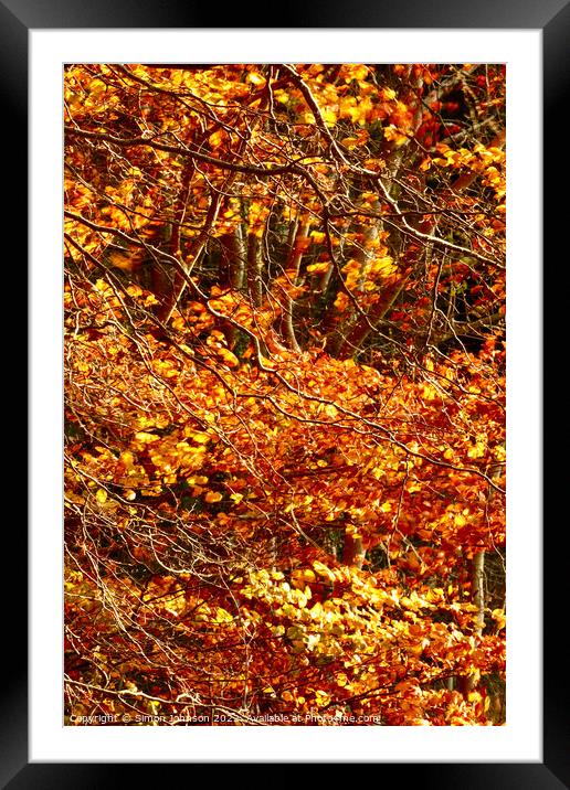 Golden leaves,naked branches Framed Mounted Print by Simon Johnson