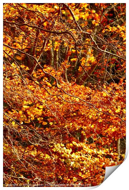Golden leaves,naked branches Print by Simon Johnson
