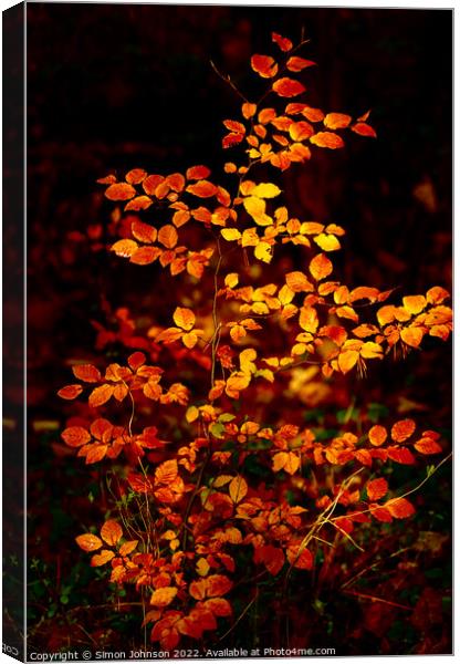 sunlit autumnal beech leaves  Canvas Print by Simon Johnson