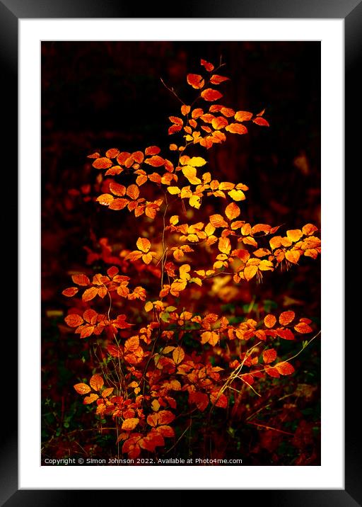 sunlit autumnal beech leaves  Framed Mounted Print by Simon Johnson