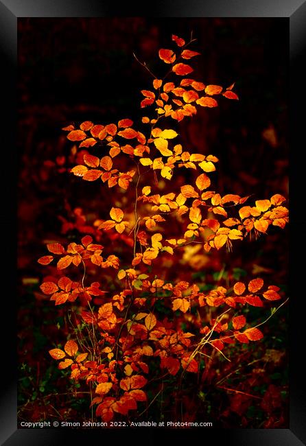 sunlit autumnal beech leaves  Framed Print by Simon Johnson