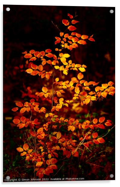 sunlit autumnal beech leaves  Acrylic by Simon Johnson