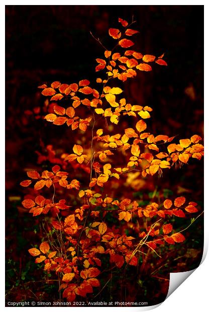 sunlit autumnal beech leaves  Print by Simon Johnson
