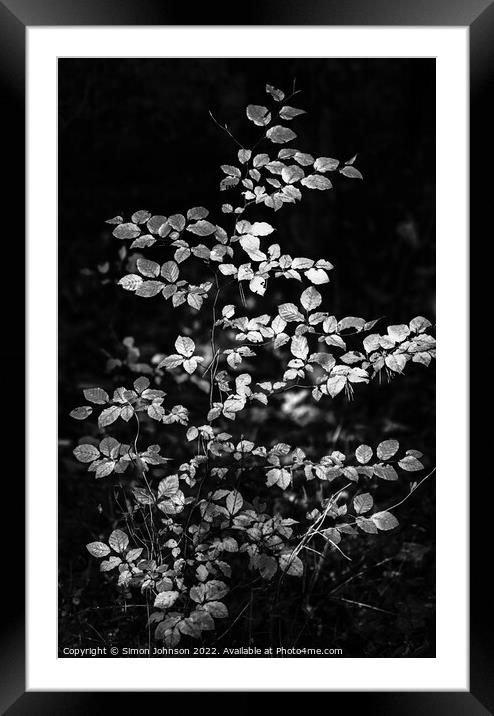 sunlit leaves in monochrome  Framed Mounted Print by Simon Johnson