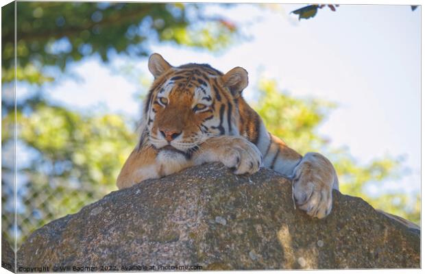 Tiger on the rocks Canvas Print by Will Badman