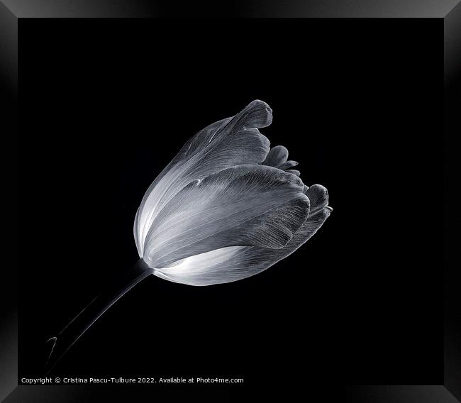 Monochrome tulip Framed Print by Cristina Pascu-Tulbure