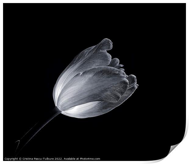 Monochrome tulip Print by Cristina Pascu-Tulbure