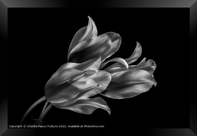 Monochrome tulips Framed Print by Cristina Pascu-Tulbure
