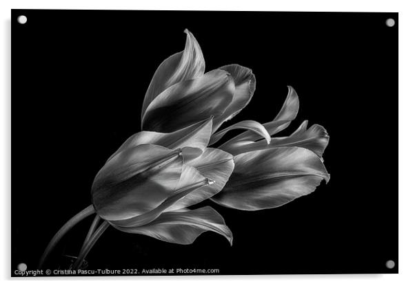 Monochrome tulips Acrylic by Cristina Pascu-Tulbure