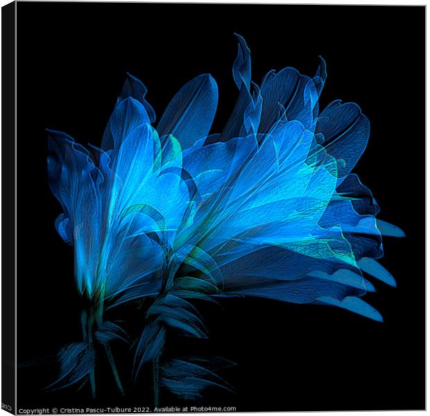Blue lilies Canvas Print by Cristina Pascu-Tulbure