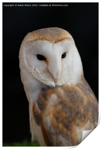 Portrait of a Barn Owl  Print by Navin Mistry