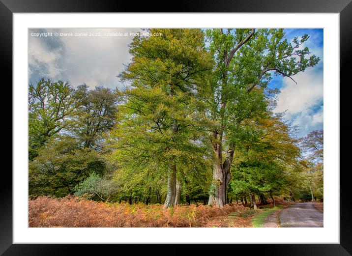 Enchanting Autumn Woods Framed Mounted Print by Derek Daniel
