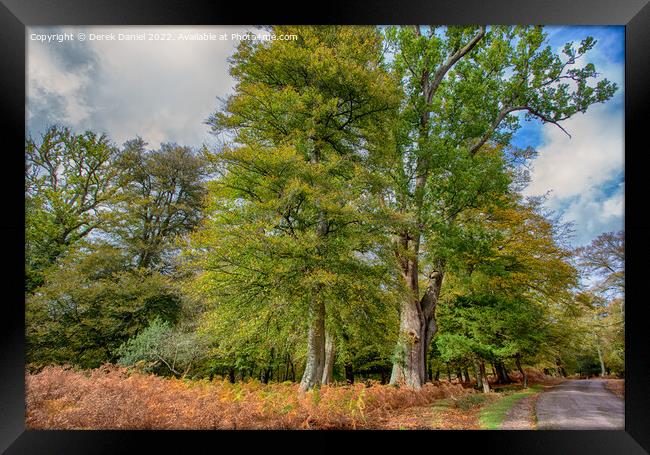 Enchanting Autumn Woods Framed Print by Derek Daniel