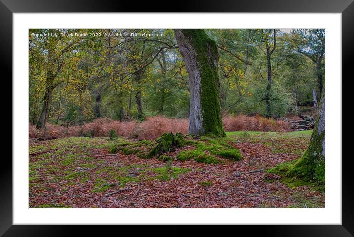 Enchanting Autumn Woodland Framed Mounted Print by Derek Daniel