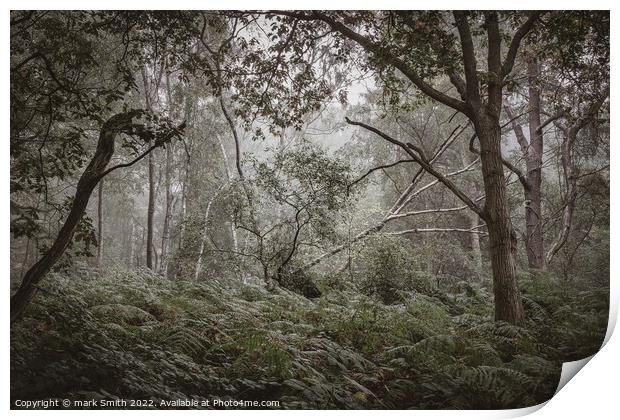 surrey woodland Print by mark Smith