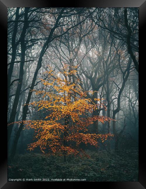 golden beech Framed Print by mark Smith