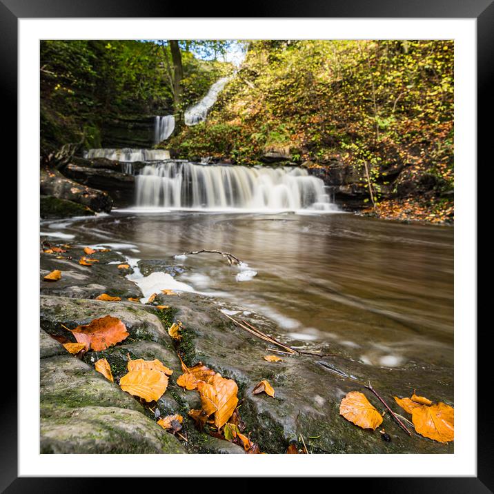 Autumnal coloured leaves by Scaleber Force Framed Mounted Print by Jason Wells