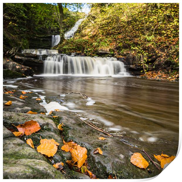 Autumnal coloured leaves by Scaleber Force Print by Jason Wells
