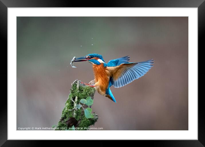 King of The Fishers Framed Mounted Print by Mark Hetherington