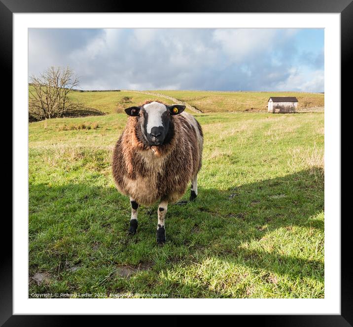 Friendly Dutch Spotted Sheep Framed Mounted Print by Richard Laidler