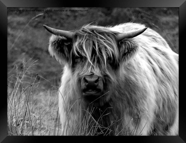 Highland cow in black and white Framed Print by Andrew Heaps