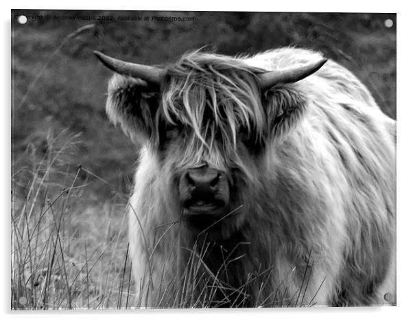 Highland cow in black and white Acrylic by Andrew Heaps