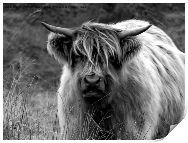 Highland cow in black and white Print by Andrew Heaps