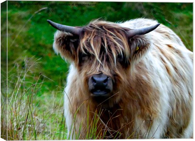 Majestic Highland Cow Canvas Print by Andrew Heaps