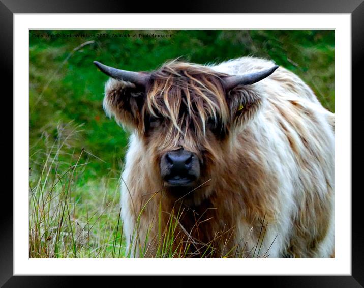 Majestic Highland Cow Framed Mounted Print by Andrew Heaps