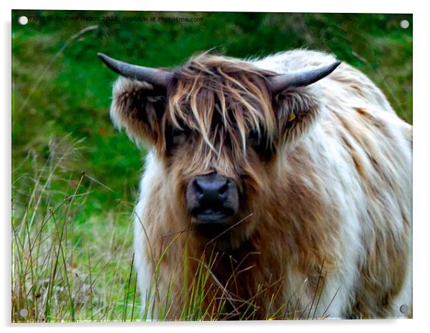 Majestic Highland Cow Acrylic by Andrew Heaps