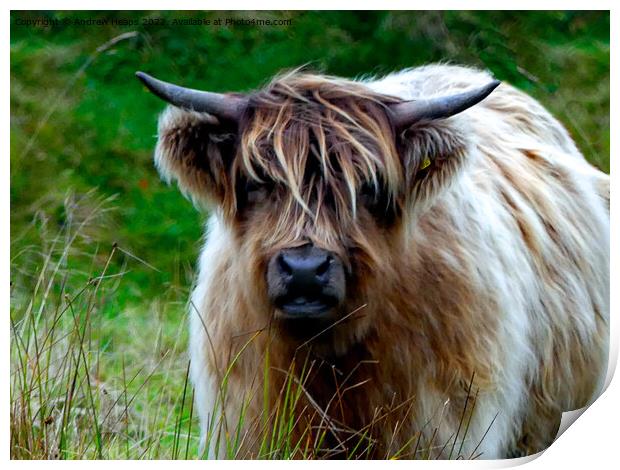Majestic Highland Cow Print by Andrew Heaps