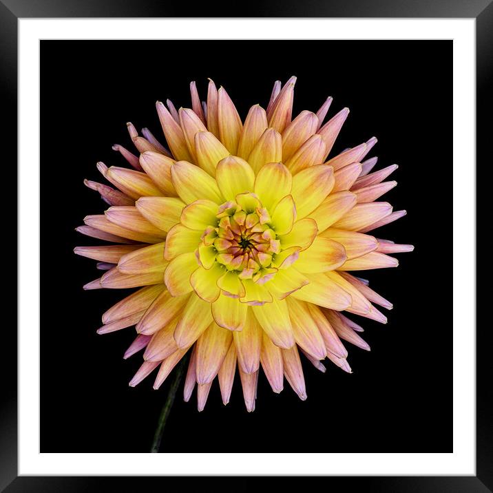 Blooming Dahlia Framed Mounted Print by Martin Williams