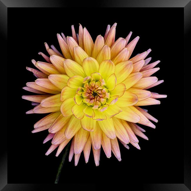 Blooming Dahlia Framed Print by Martin Williams