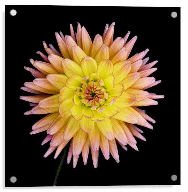 Blooming Dahlia Acrylic by Martin Williams