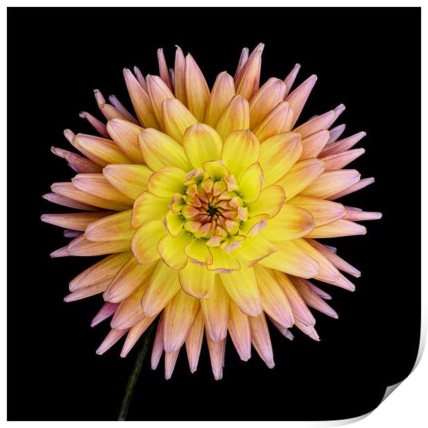 Blooming Dahlia Print by Martin Williams