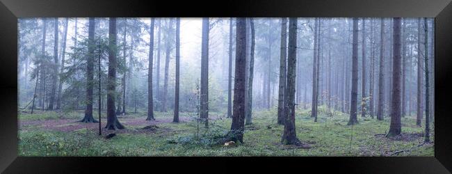 Misty Woodland in Germany Framed Print by Sonny Ryse