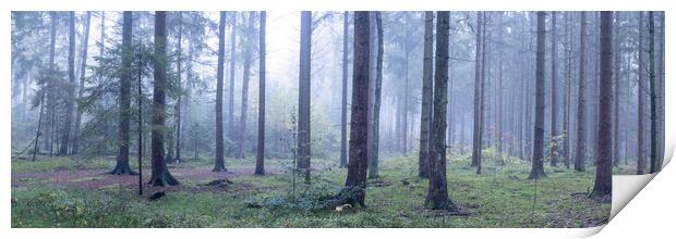 Misty Woodland in Germany Print by Sonny Ryse
