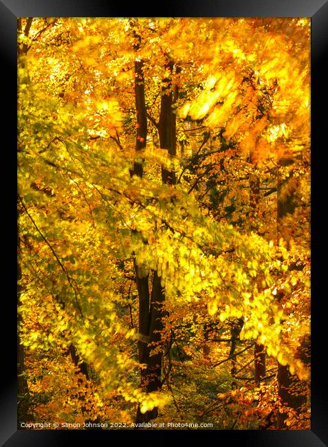 wind blown autumn woodland  Framed Print by Simon Johnson