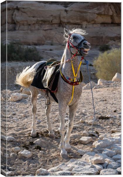 Arabian White Horse in Petra, Jordan Canvas Print by Dietmar Rauscher