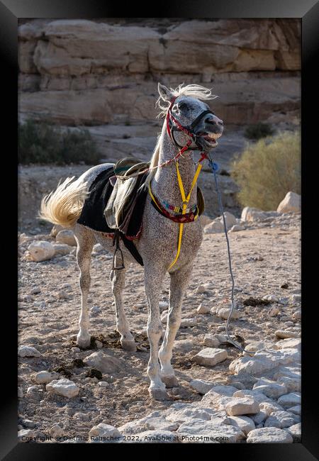 Arabian White Horse in Petra, Jordan Framed Print by Dietmar Rauscher